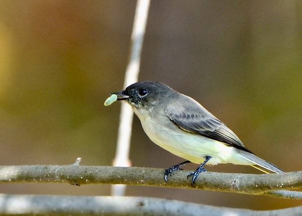 Eastern Phoebe by DaveInman is marked with CC BY-NC-ND 2.0.